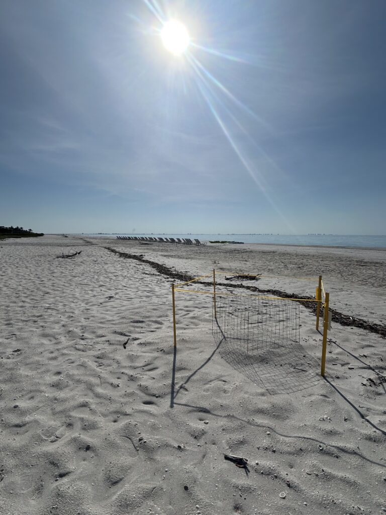 2025 sea turtle nesting on sanibel island sundial nest view from the west with sun