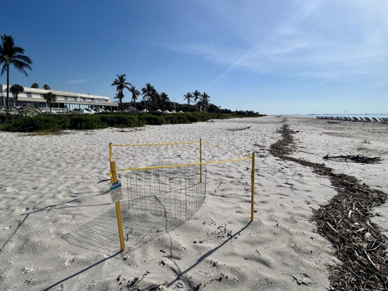 2025 sea turtle nesting on sanibel island sundial nest view from the west