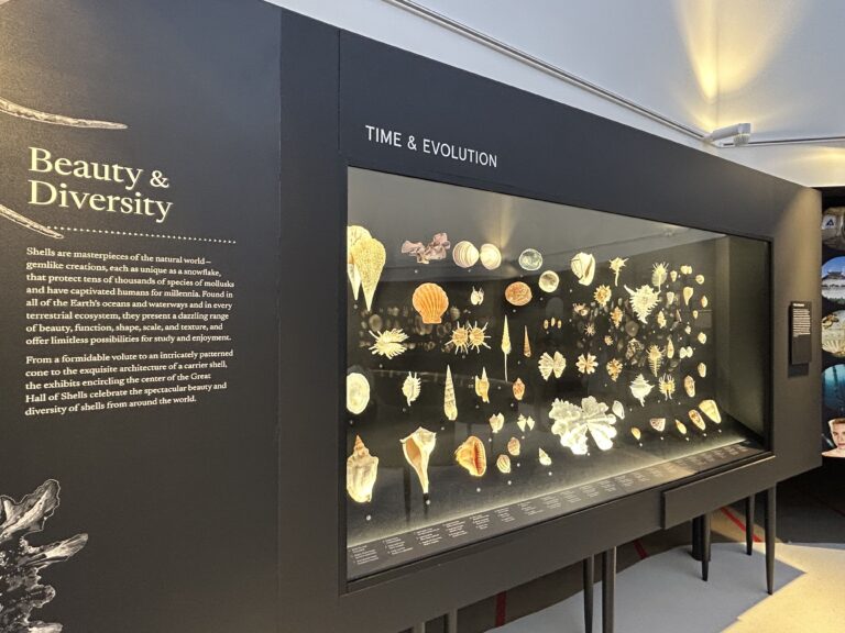 hall of shells tim & evolution display bailey matthews shell museum sanibel island