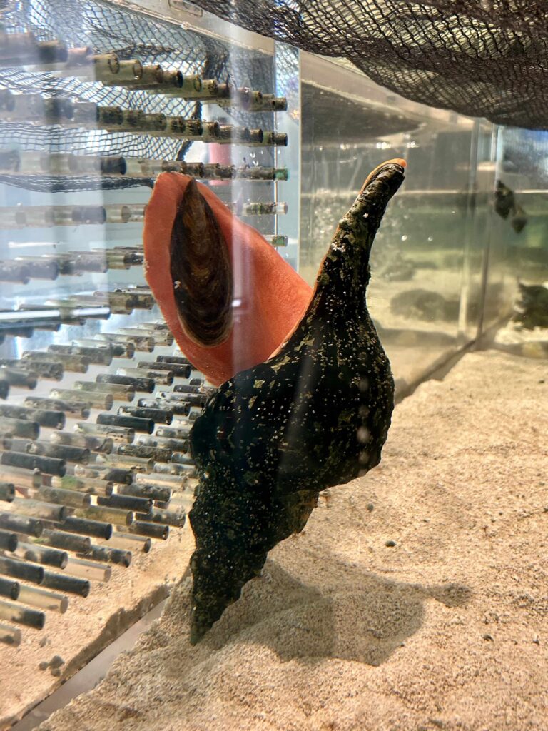 touch tank horse conch bailey matthews shell museum sanibel island