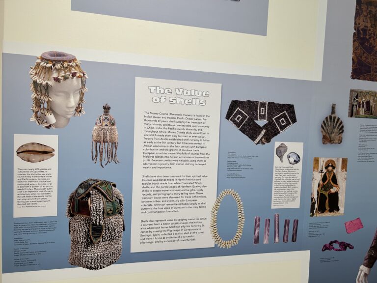 shells in fashion shell exhibit wall display bailey matthews shell museum sanibel island
