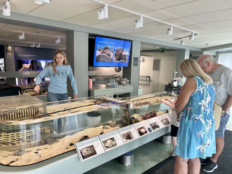 mseum visitors at touch tank bailey matthews shell museum sanibel island