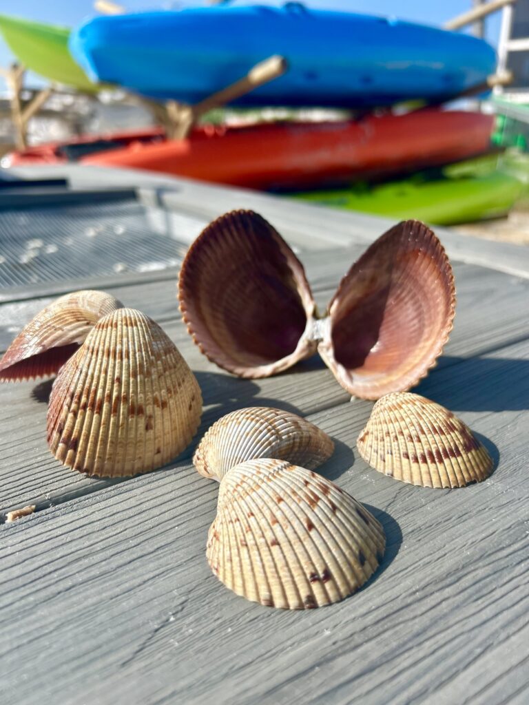 cockle shells on shell station on sanibel beach sundial resort