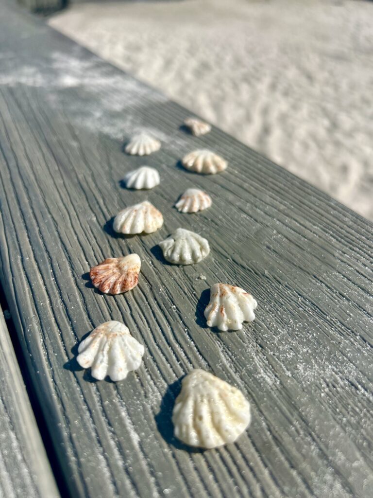 kittens paw shells on wood on sanibel island at sundial resort