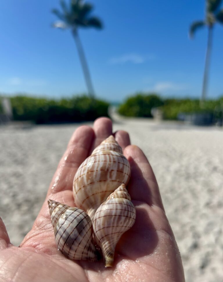 banded tulip shells held in hand on sanibel beach sundial resort