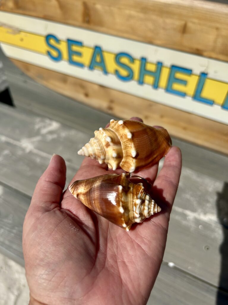 fighting conch shells in hand on sanibel beach sundial resort