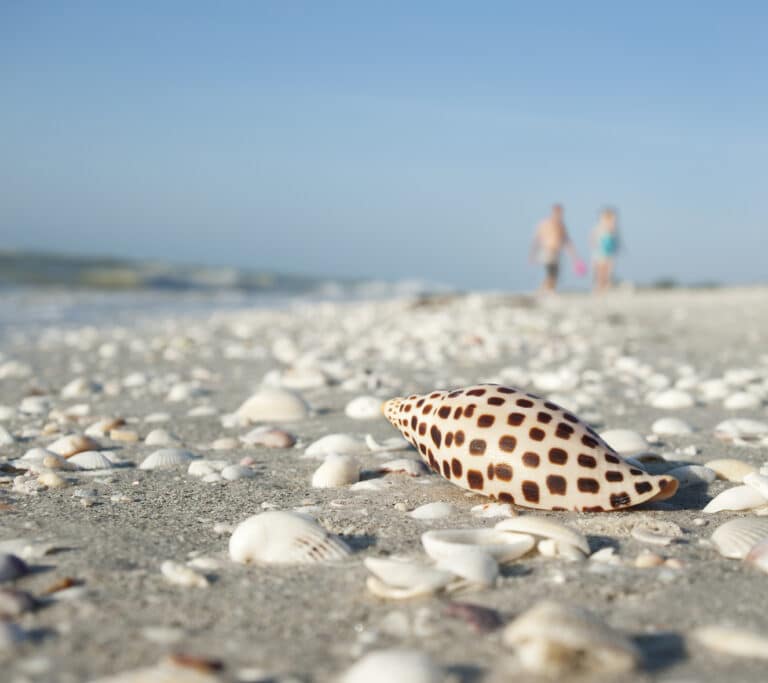 Prize Junonia sea shell on sunlit beach, Sanibel Island, Florida. Other sea shells scattered about. Unrecognizable couple walking on beach, blurred in distant background.