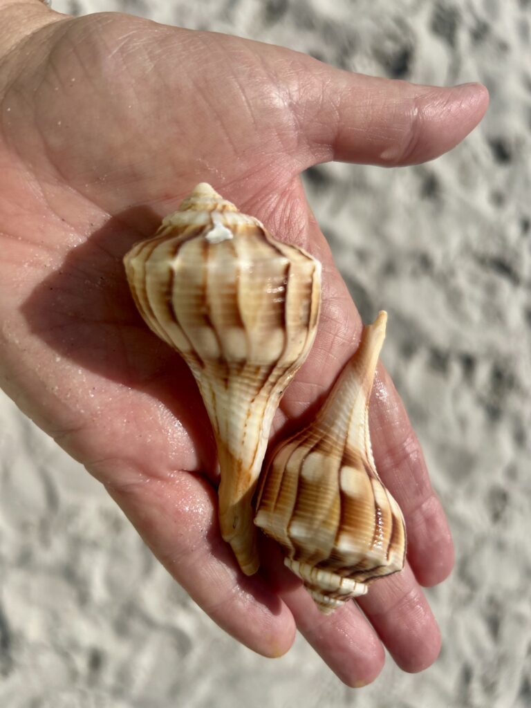 lightening whelk shells in hand on sanibel island at sundial resort