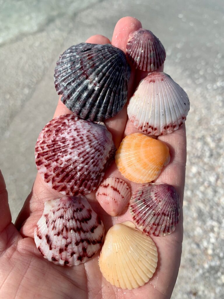 scallop shells in hand on sanibel island at sundial resort