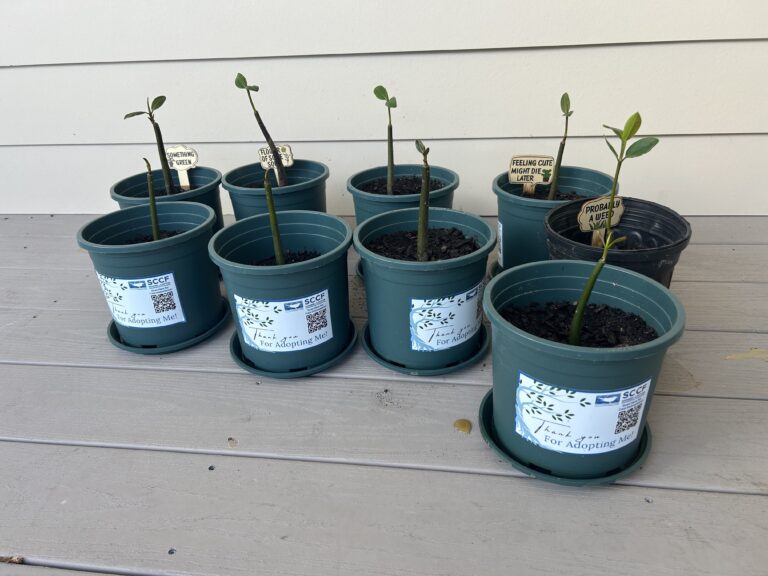 mangrove seedlings for the SCCF mangrove restoration project