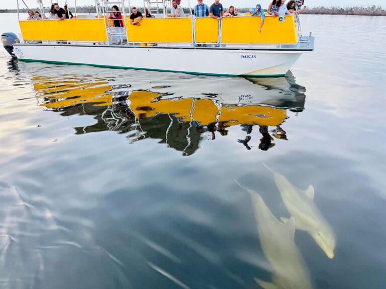 adventures in paradise dolphin cruise sanibel island dolphins in water