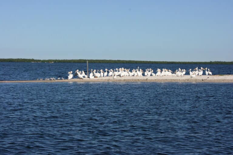 white pelicans gathered on a sandbar sanibel captiva island
