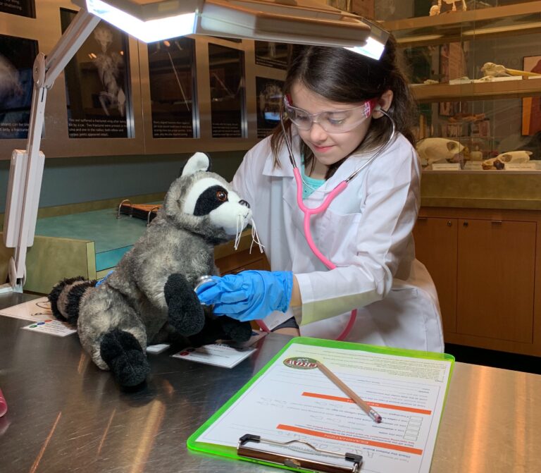 crow clinic summer camps for kids on sanibel camper working on stuffed toy raccoon