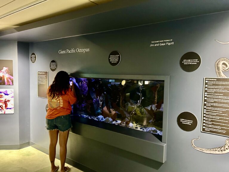 giant pacific octopus at bailey matthews shell museum sanibel island