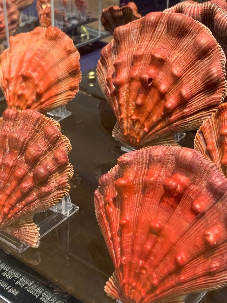 lions paws scallops specimens at sanibel shell show large and bright orange examples