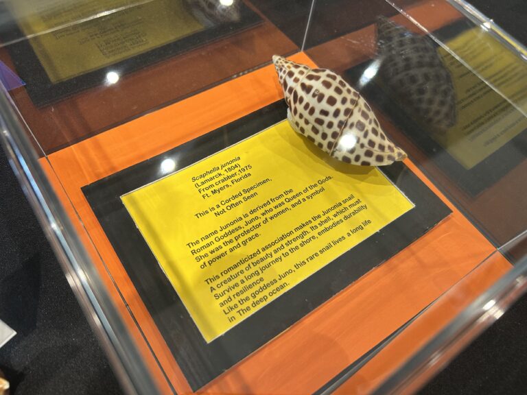 2026 sanibel shell show display of corded junonia scientific exhibit