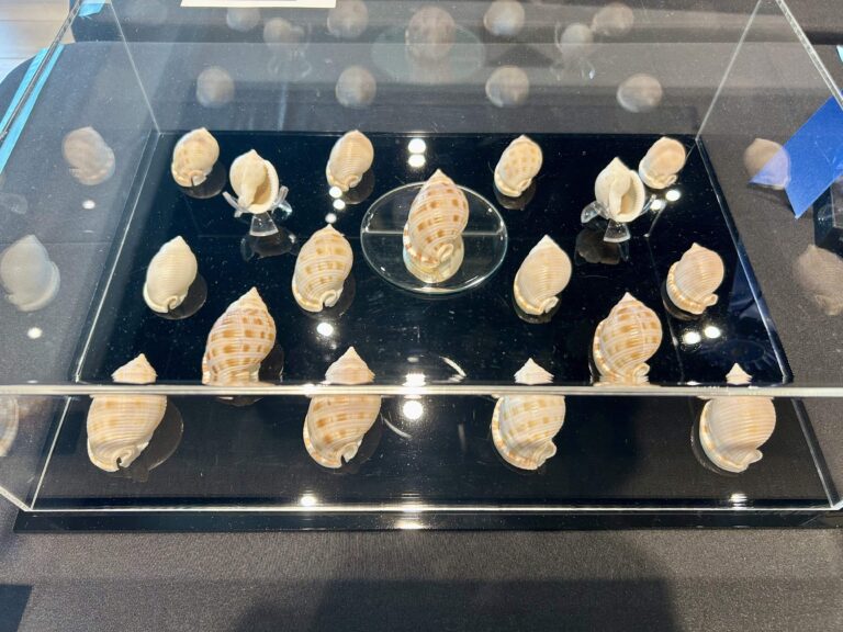 2026 sanibel shell show display of scotch bonnet shell specimens variations for scientific exhibit