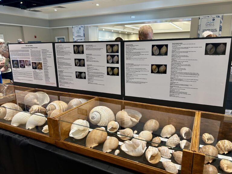 2026 sanibel shell show exhibit of tonnidae shell family scientific catergory
