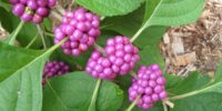 american beauty berry plant on sanibel island