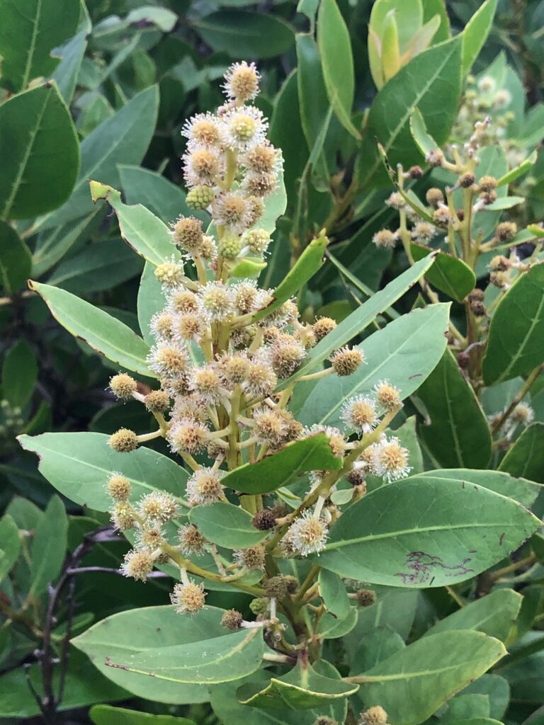 buttonwood white mangrove plant on sanibel island