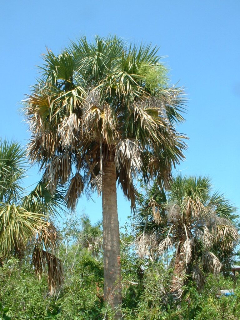 cabbage palm state tree of florida on sanibel