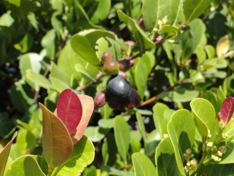 cocoplum plant on sanibel island