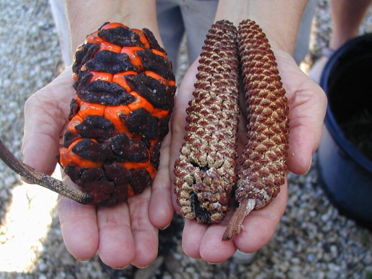 coontie 2 sccf female cone on left.male on rt