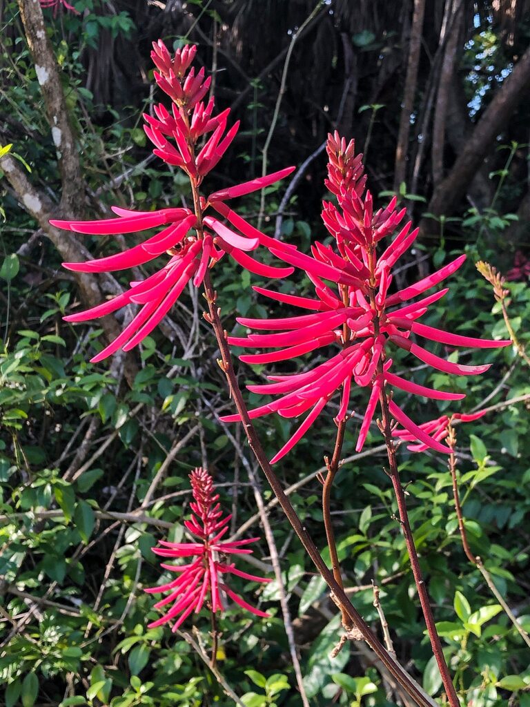 coral bean plant on sanibel island