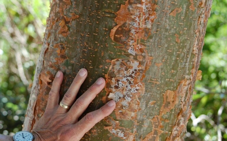 gumbo limbo tree aka tourist tree sanibel