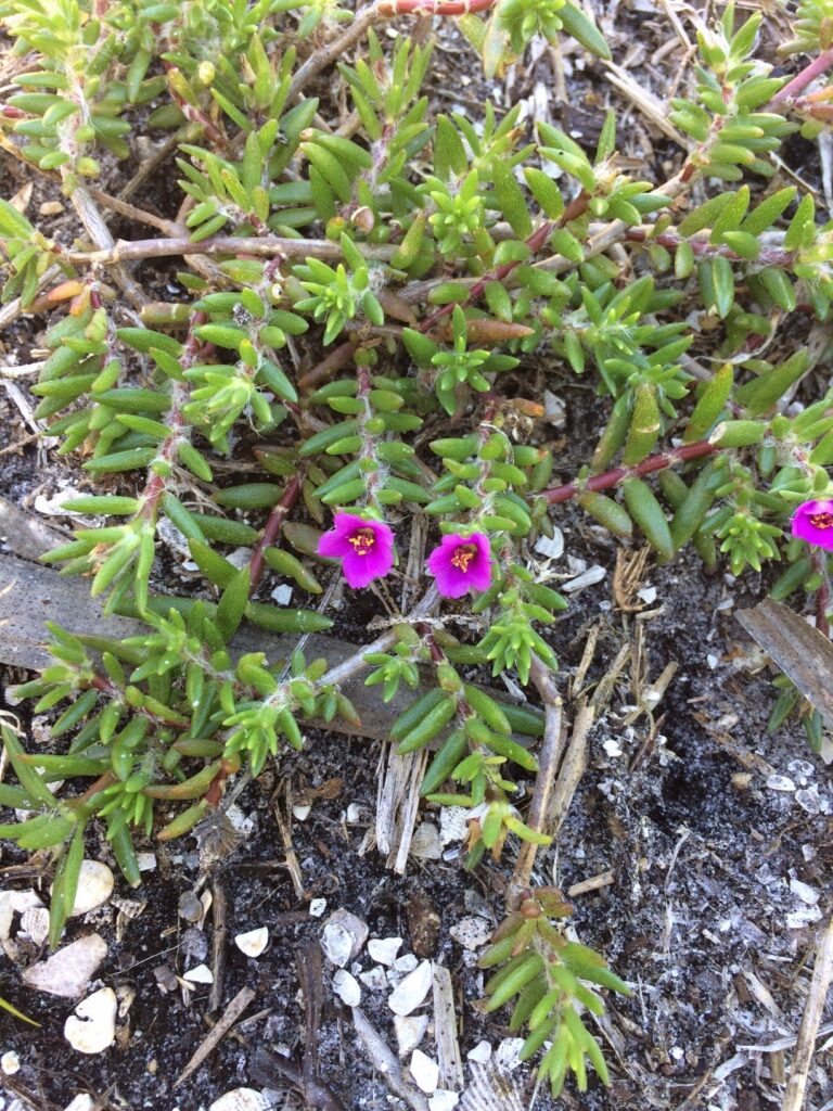 kiss-me-quick plant with purple flowers sanibel