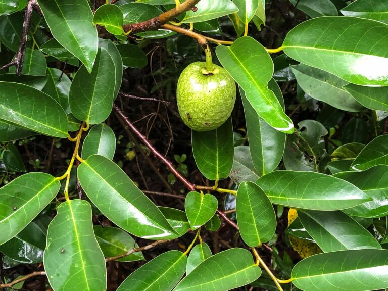 pond apples fruiting shrub sanibel