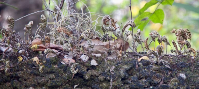 resurrection fern in dry and crumbly state sanibel