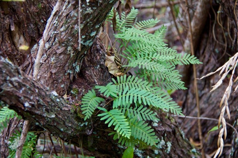 resurrection fern in lush and freshly watered state sanibel