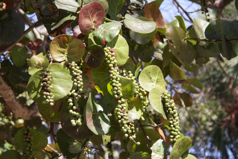 seagrape tree sanibel