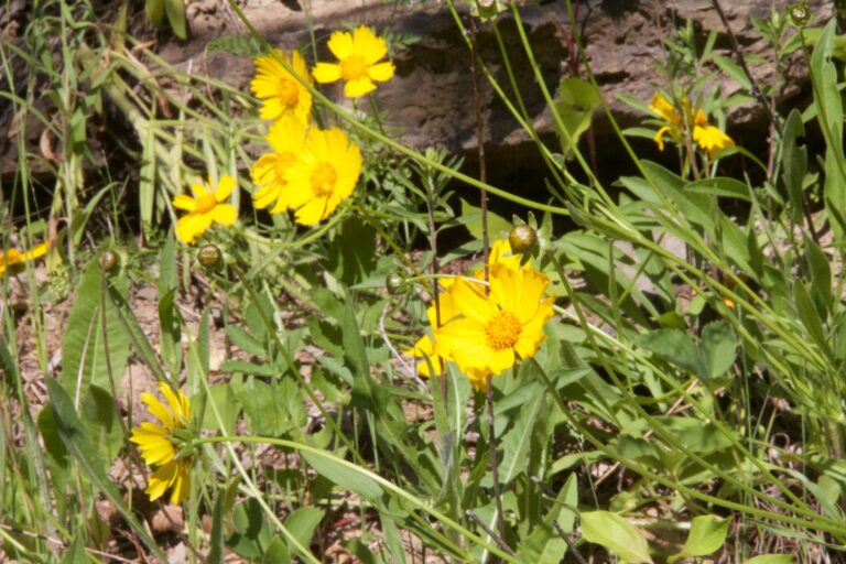 tickseed bright yellow flowering ground plant