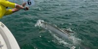 tarpon fishing tournament from ding darling and doc fords