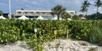 marked turtle nest in front of Sundial resort's main pool and building