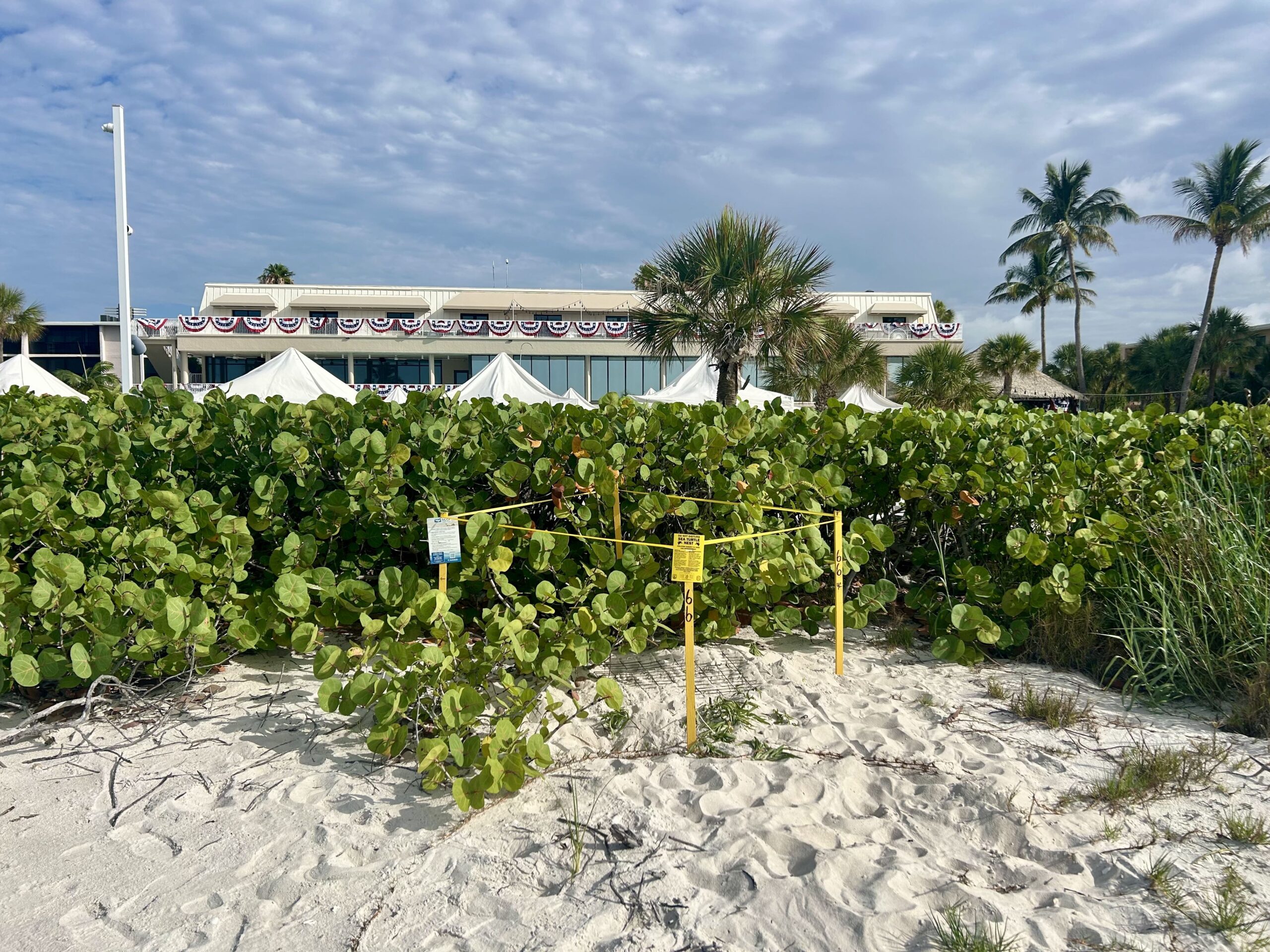 Sea Turtle Nesting Season Update 2026 - Sundial Beach Resort & Spa ...