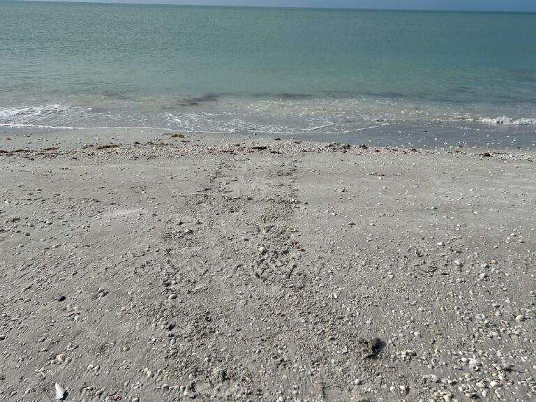 turtle crawl headed into the water