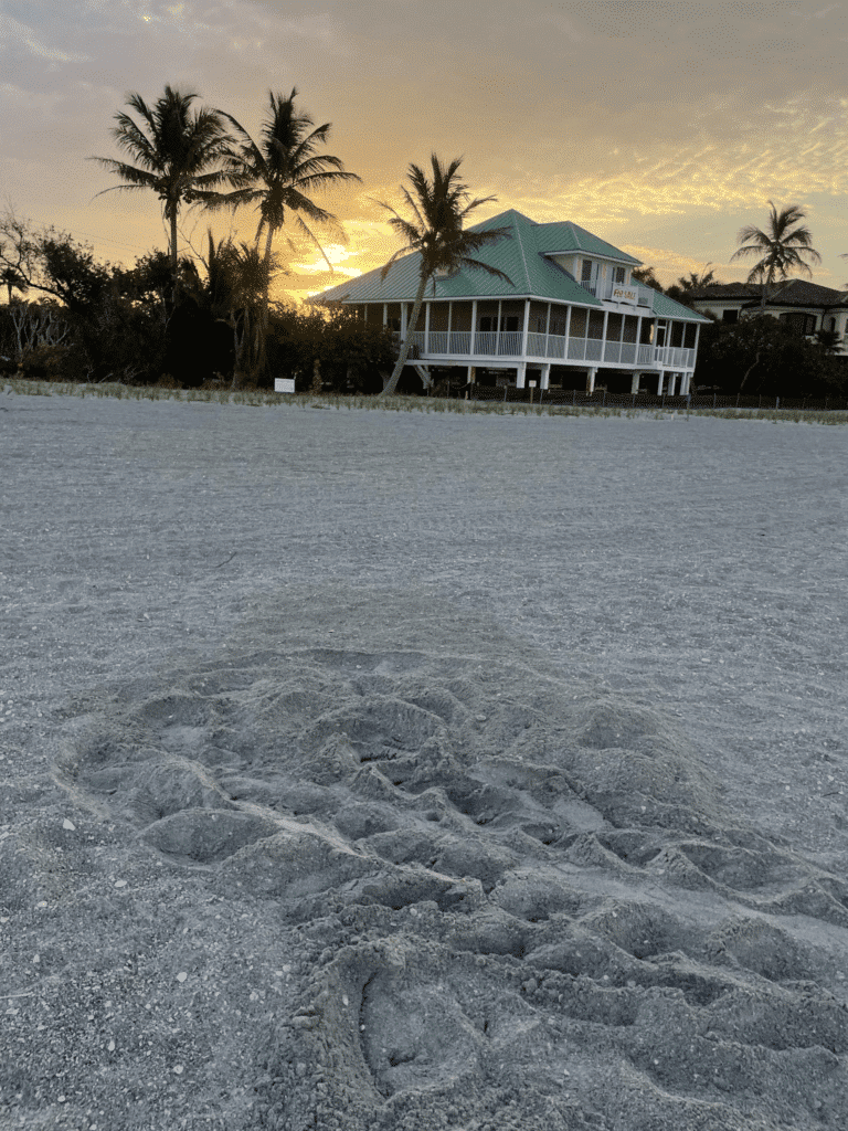 first turtle nest of 2026 season