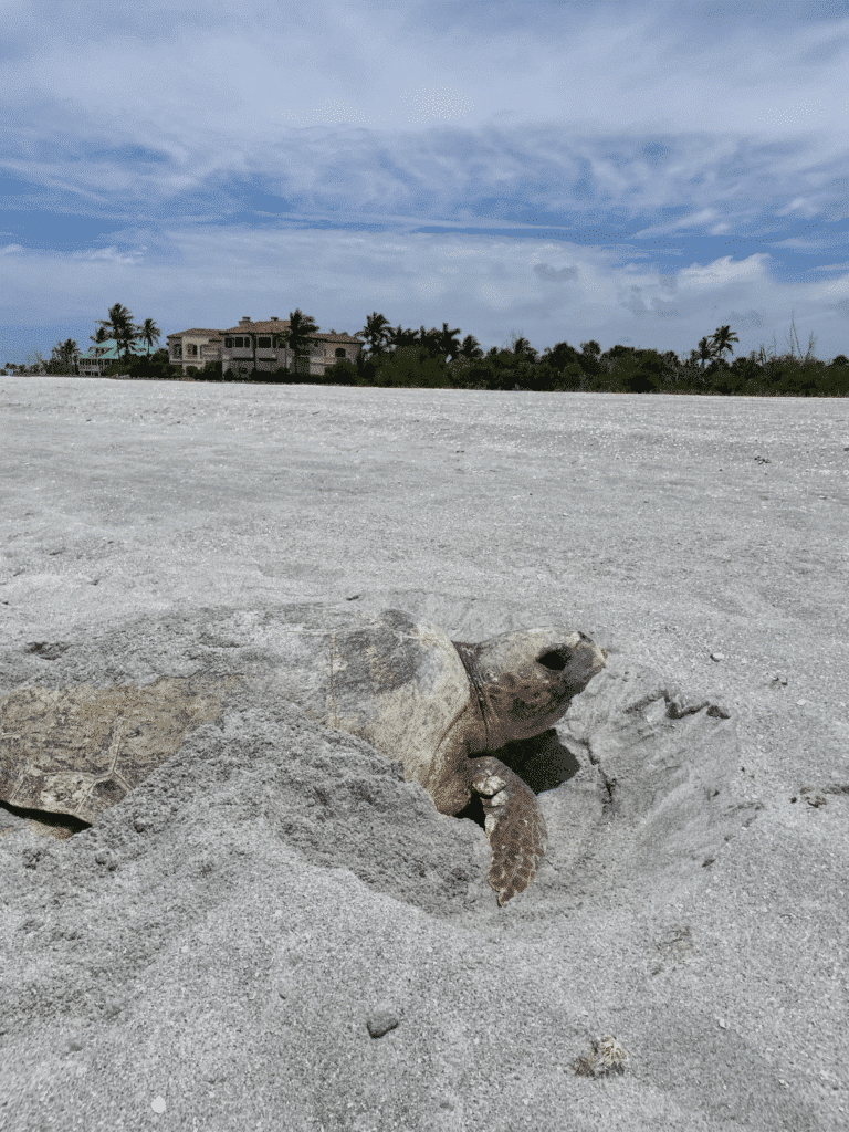 Mama turtle nesting near Blind Pass