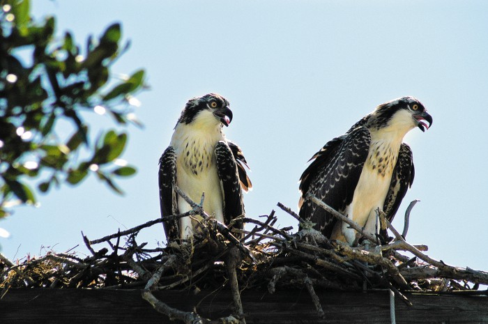 ospreys in nest
