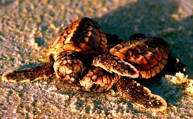 baby sea turtle cuddle