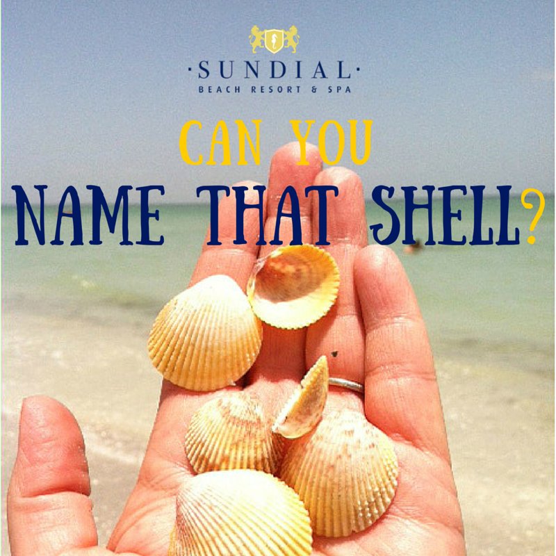 Name That Shell (1)
