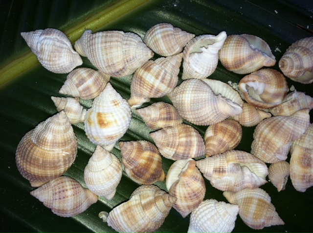 shell_Nutmeg